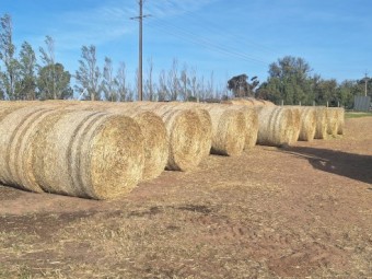  Oaten Hay
