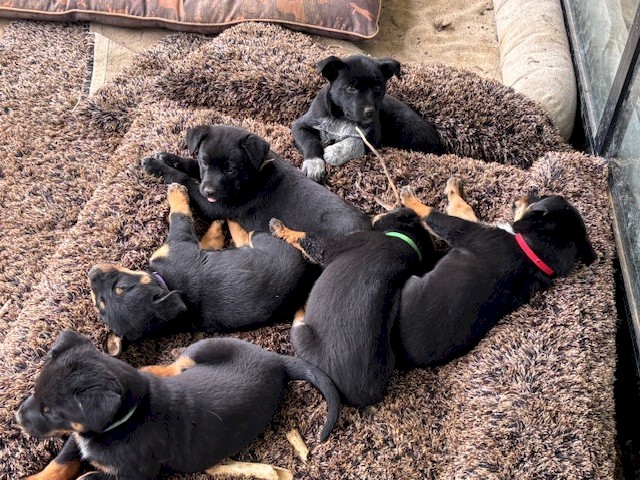 Blue Heeler x Kelpie pups for sale
