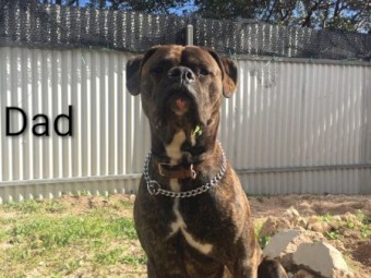 Cane Corso X puppies 