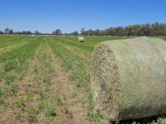 130 x Lucerne Hay 5x4 Round Bales
