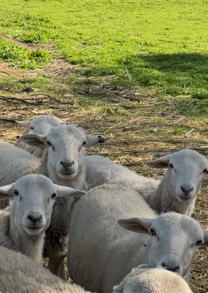 Australian white ram lambs