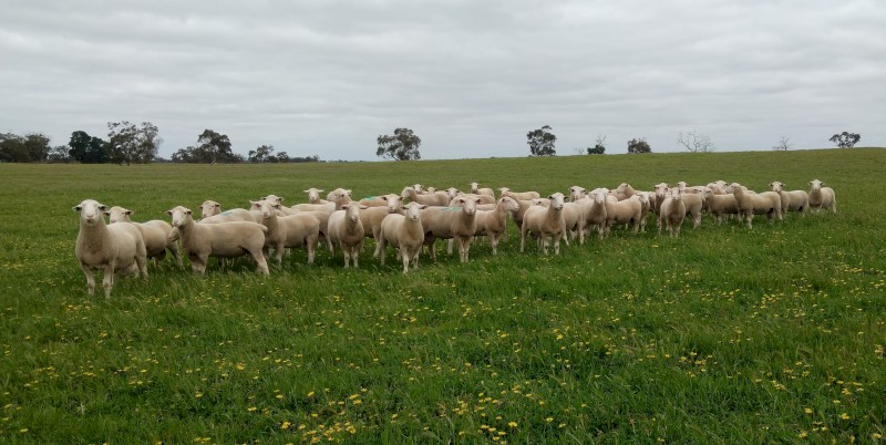 White Suffolk Rams