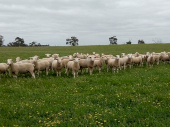White Suffolk Rams