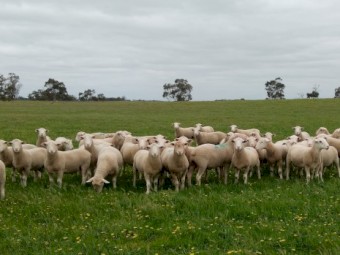 White Suffolk Rams