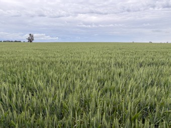 WHEATEN HAY- EOI Cutting before mid October