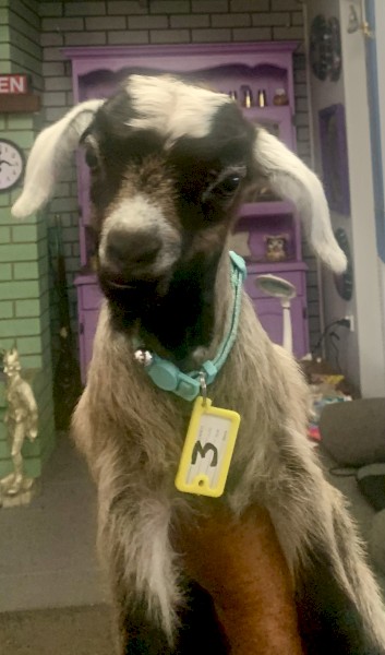 Starter breeding business HERD of miniature goats 60 mostly breeding does. PETS ONLY