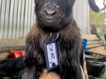 Starter breeding business HERD of miniature goats 60 mostly breeding does. PETS ONLY