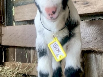 Starter breeding business HERD of miniature goats 60 mostly breeding does. PETS ONLY