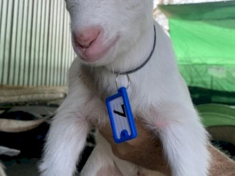 Starter breeding business HERD of miniature goats 60 mostly breeding does. PETS ONLY
