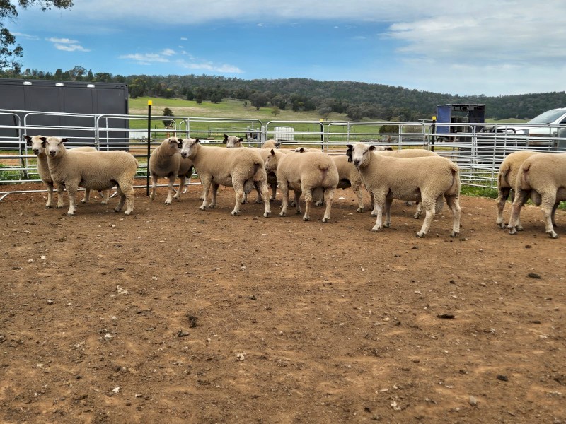 only 5 Charollais Rams left for sale 18 months ready to go to work