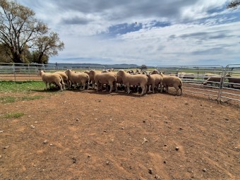 only 5 Charollais Rams left for sale 18 months ready to go to work