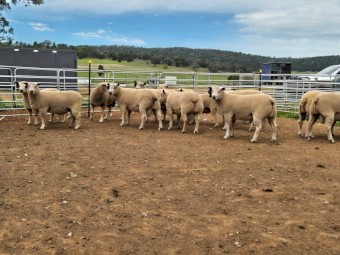 only 5 Charollais Rams left for sale 18 months ready to go to work