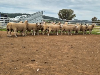 only 5 Charollais Rams left for sale 18 months ready to go to work