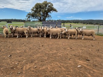 only 5 Charollais Rams left for sale 18 months ready to go to work