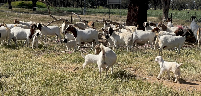 Boer Goat Does