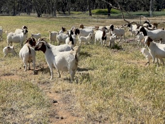 Boer Goat Does