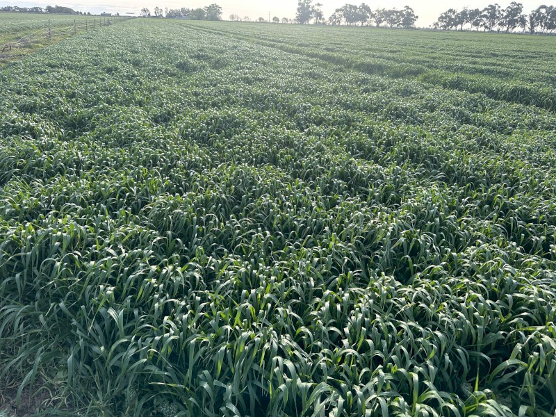 Barley Hay 5x4 Round Bales