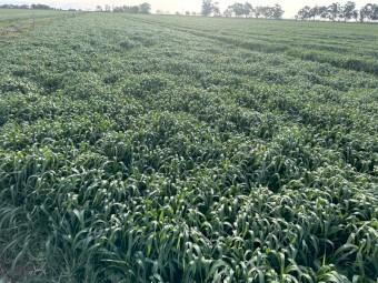 Barley Hay 5x4 Round Bales