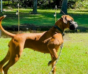 Purebred Boxer puppies