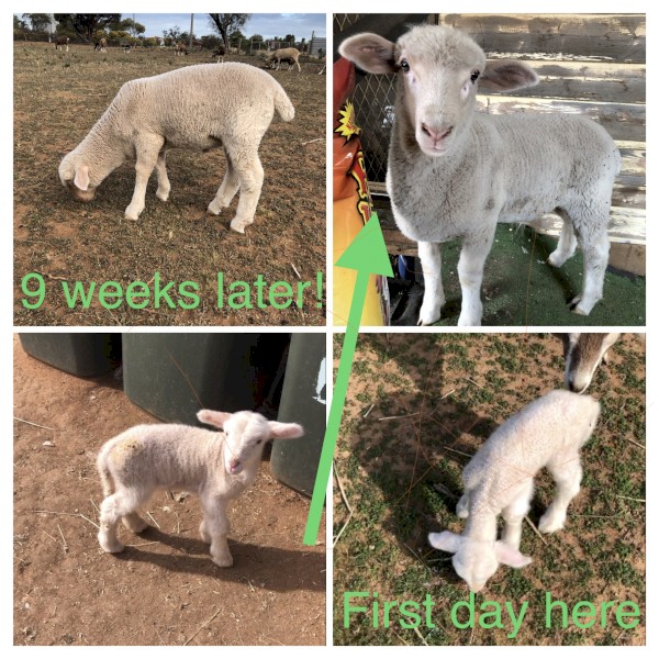 Permanent Care Offered for Orphaned Lamb Livestock, Not for Profit Livestock Sanctuary