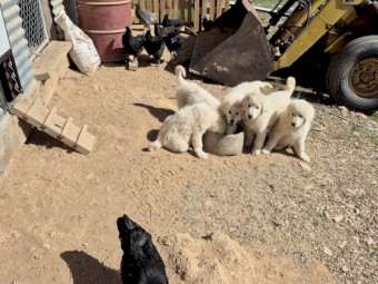 Maremma Livestock Guardian Pups For Sale - Campaspe Working Dogs