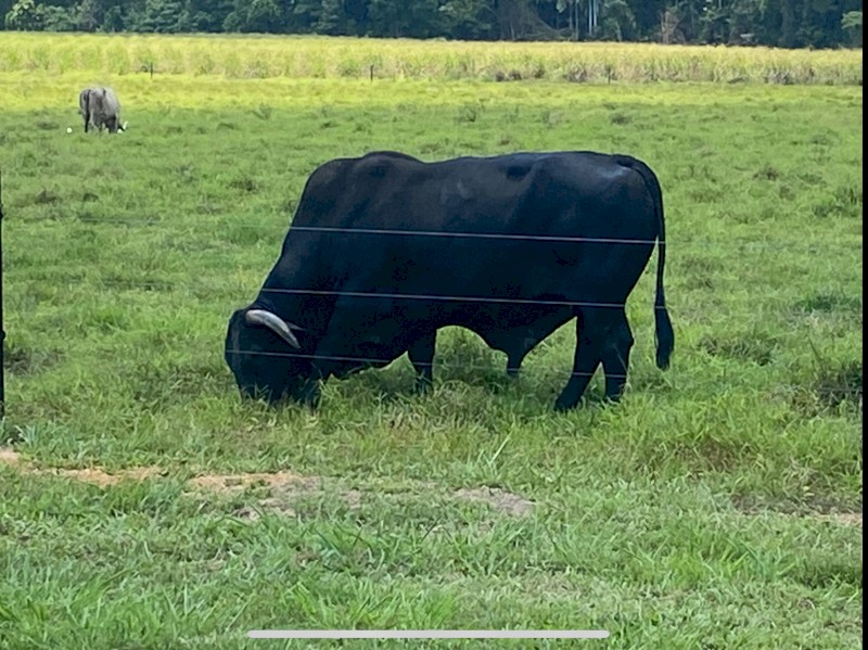 Quality Brangus Bull