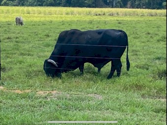 Quality Brangus Bull