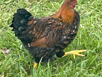 Golden Laced Wyandotte Roosters