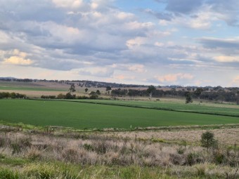 Rhodes Grass + around 10% Lucerne
