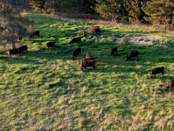 Full Blood Wagyu Steers reduced price