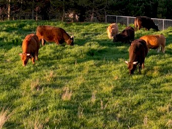 Full Blood Wagyu Steers reduced price
