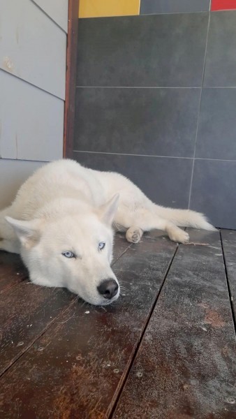 White Siberian Husky Male