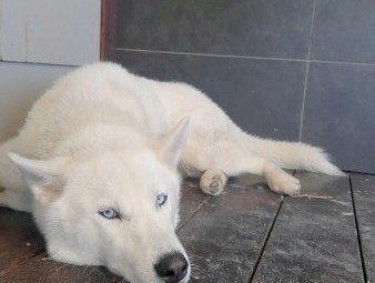 White Siberian Husky Male