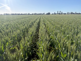  18T left Wheaten Hay 8x4x3 Bales
