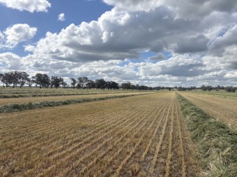  18T left Wheaten Hay 8x4x3 Bales