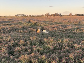 200mt Vetch Hay 8x4x3 Bales