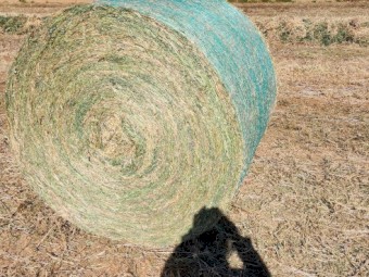 300 x Vetch Hay 5x4 Round Bales