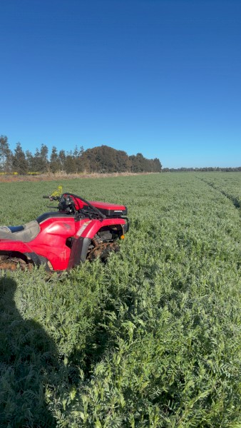 200mt Vetch Hay 8x4x3 Bales