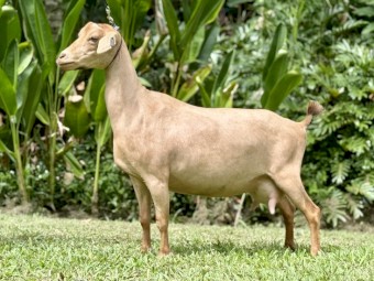 Nigerian Dwarf Does - registered with DGSA