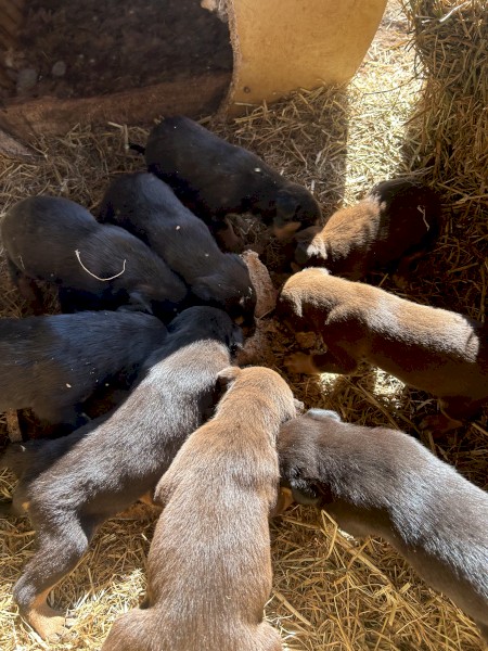 Kelpie pups