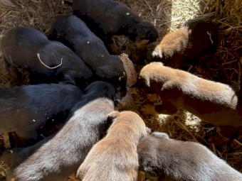 Kelpie pups