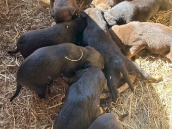 Kelpie pups