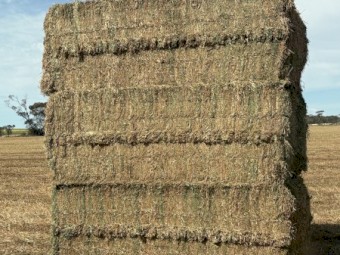 300mt Vetch Hay 8x4x3 Bales