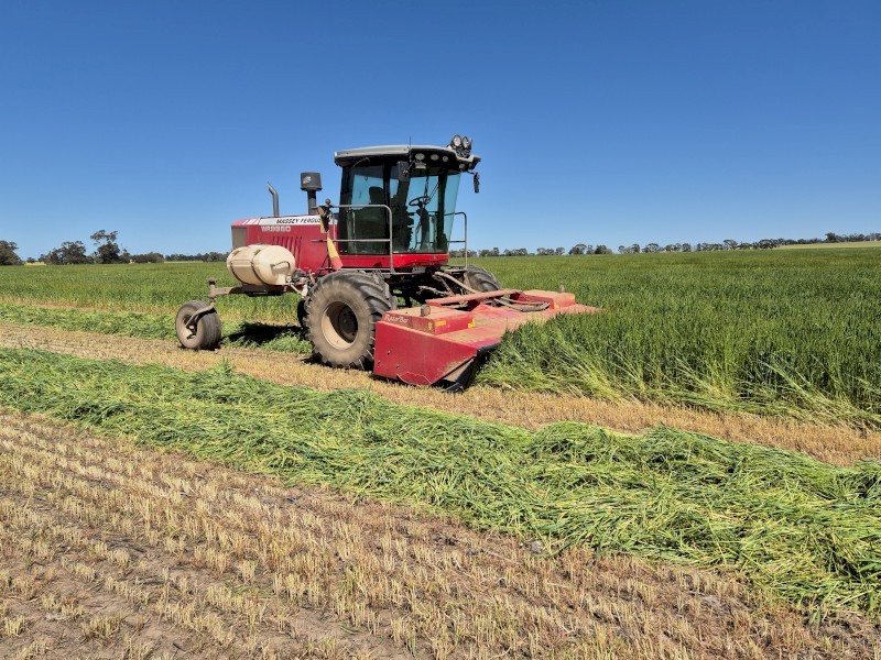 Sold Pending Inspection Wheaten Hay 8x4x3 Bales