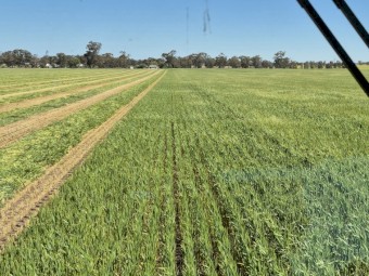 Sold Pending Inspection Wheaten Hay 8x4x3 Bales