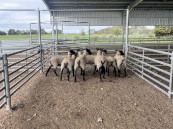 Suffolk Ewes 2024 drop