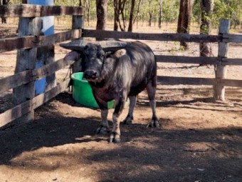 Buffalo 