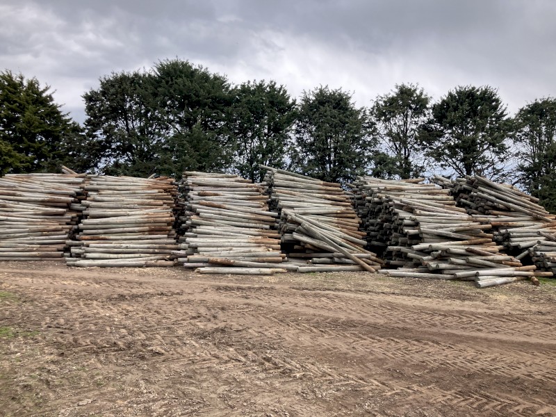 8 ft Fence Posts