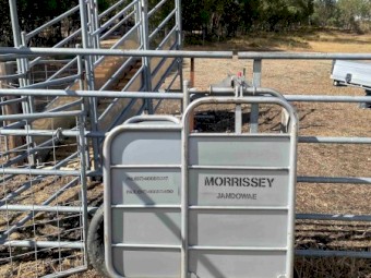 Morrissey Calf Marking and Branding Cradle