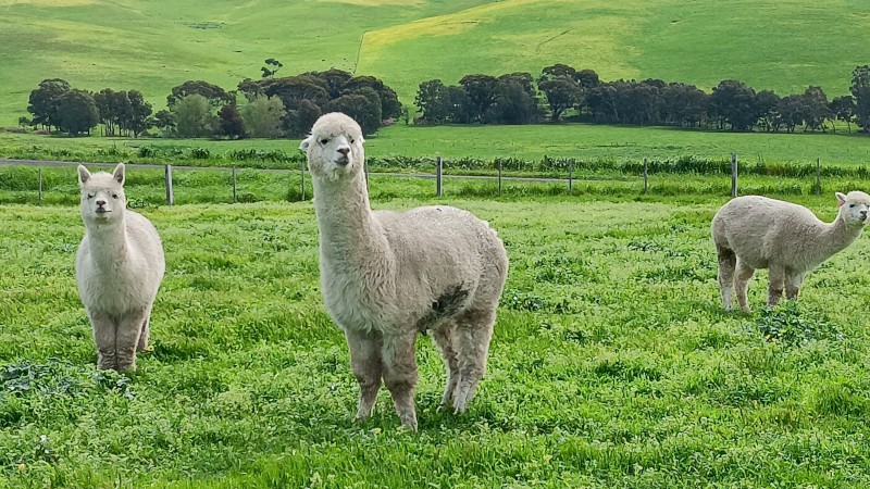 Wether Alpacas used as Guards on our White Suffolk Stud - Need a new home.
